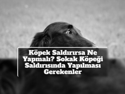 Köpek Saldırırsa Ne Yapmalı? Sokak Köpeği Saldırısında Yapılması Gerekenler