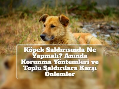 Köpek Saldırısında Ne Yapmalı? Anında Korunma Yöntemleri ve Toplu Saldırılara Karşı Önlemler