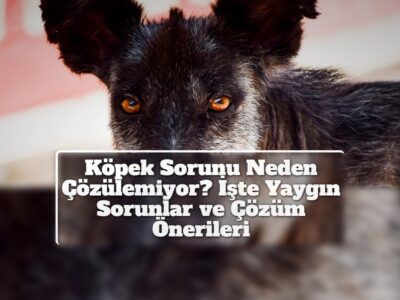 Köpek Sorunu Neden Çözülemiyor? İşte Yaygın Sorunlar ve Çözüm Önerileri