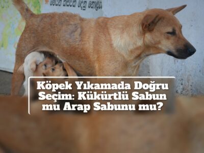 Köpek Yıkamada Doğru Seçim: Kükürtlü Sabun mu Arap Sabunu mu?