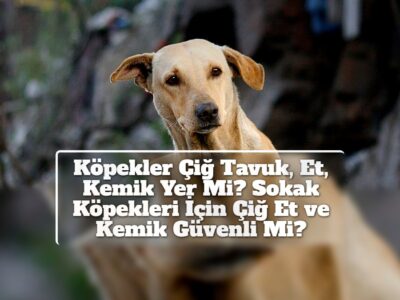 Köpekler Çiğ Tavuk, Et, Kemik Yer Mi? Sokak Köpekleri İçin Çiğ Et ve Kemik Güvenli Mi?