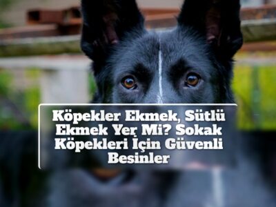 Köpekler Ekmek, Sütlü Ekmek Yer Mi? Sokak Köpekleri İçin Güvenli Besinler