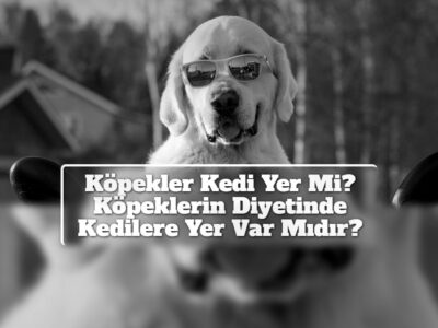 Köpekler Kedi Yer Mi? Köpeklerin Diyetinde Kedilere Yer Var Mıdır?