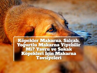 Köpekler Makarna, Salçalı, Yoğurtlu Makarna Yiyebilir Mi? Yavru ve Sokak Köpekleri İçin Makarna Tavsiyeleri