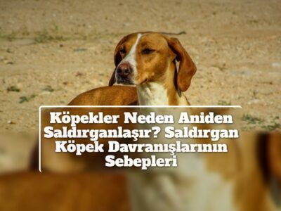 Köpekler Neden Aniden Saldırganlaşır? Saldırgan Köpek Davranışlarının Sebepleri