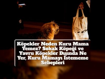 Köpekler Neden Kuru Mama Yemez? Sokak Köpeği ve Yavru Köpekler Dışında Ne Yer, Kuru Mamayı İstememe Sebepleri