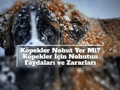 Köpekler Nohut Yer Mi? Köpekler İçin Nohutun Faydaları ve Zararları