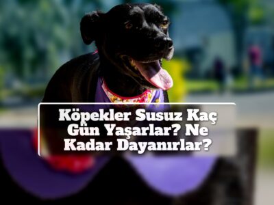 Köpekler Susuz Kaç Gün Yaşarlar? Ne Kadar Dayanırlar?