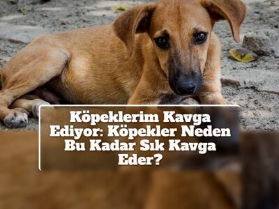 Köpeklerim Kavga Ediyor: Köpekler Neden Bu Kadar Sık Kavga Eder?