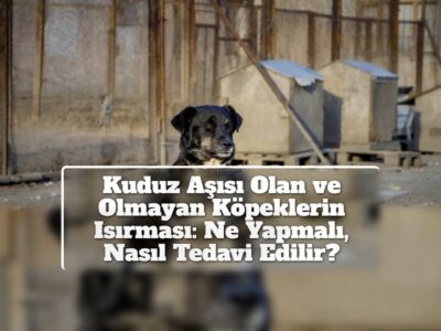 Kuduz Aşısı Olan ve Olmayan Köpeklerin Isırması: Ne Yapmalı, Nasıl Tedavi Edilir?