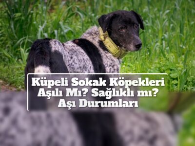 Küpeli Sokak Köpekleri Aşılı Mı? Sağlıklı mı? Aşı Durumları