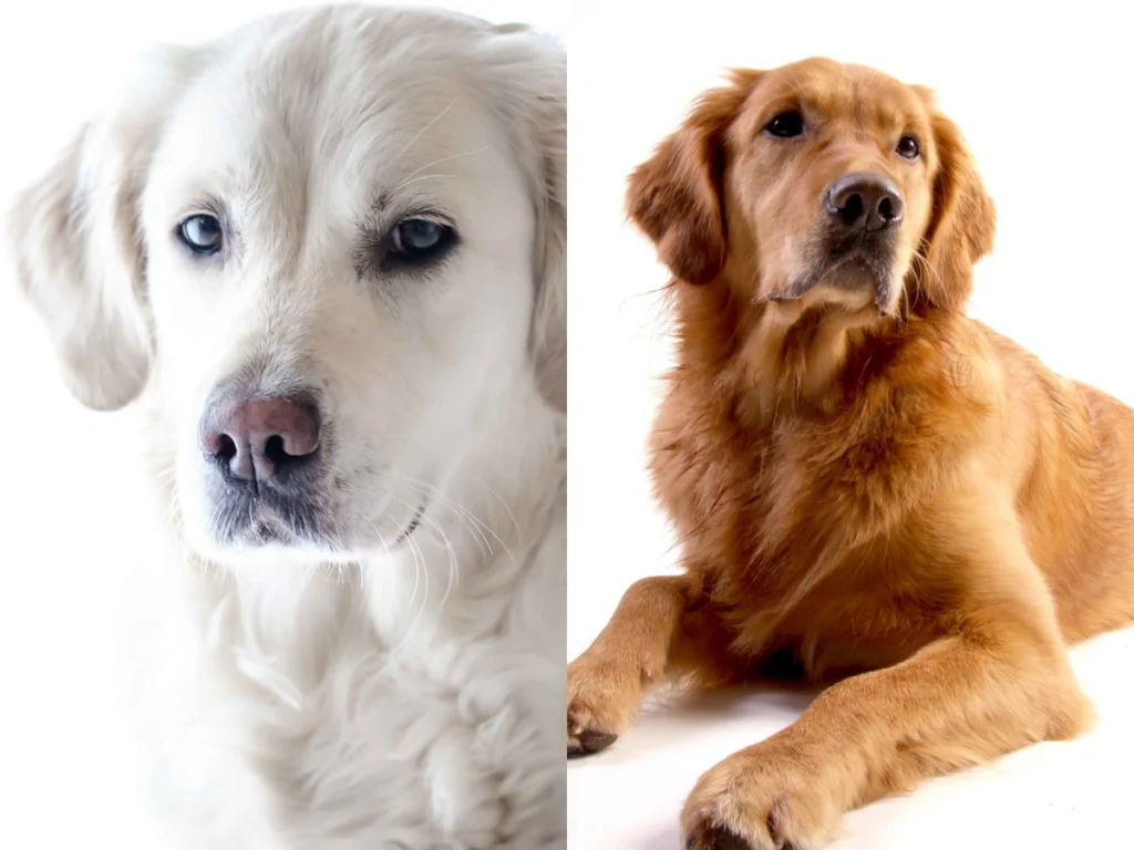 Light Golden ve Golden Retriever Karşılaştırması: Hangisi Sizin İçin Daha Uygun?