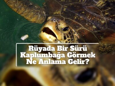 Rüyada Bir Sürü Kaplumbağa Görmek Ne Anlama Gelir?