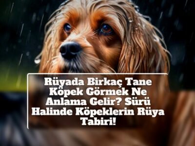 Rüyada Birkaç Tane Köpek Görmek Ne Anlama Gelir? Sürü Halinde Köpeklerin Rüya Tabiri!