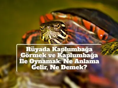 Rüyada Kaplumbağa Görmek ve Kaplumbağa İle Oynamak: Ne Anlama Gelir, Ne Demek?