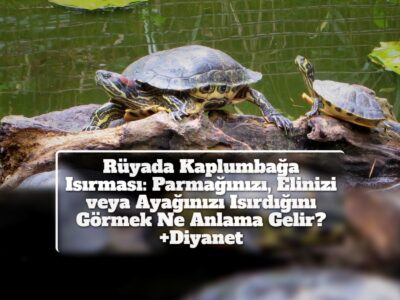 Rüyada Kaplumbağa Isırması: Parmağınızı, Elinizi veya Ayağınızı Isırdığını Görmek Ne Anlama Gelir? +Diyanet