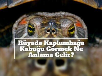 Rüyada Kaplumbağa Kabuğu Görmek Ne Anlama Gelir?