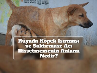 Rüyada Köpek Isırması ve Saldırması: Acı Hissetmemenin Anlamı Nedir?