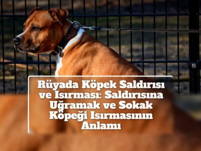 Rüyada Köpek Saldırısı ve Isırması: Saldırısına Uğramak ve Sokak Köpeği Isırmasının Anlamı