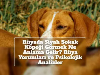 Rüyada Siyah Sokak Köpeği Görmek Ne Anlama Gelir? Rüya Yorumları ve Psikolojik Analizler