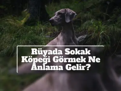 Rüyada Sokak Köpeği Görmek Ne Anlama Gelir?