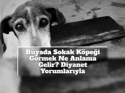 Rüyada Sokak Köpeği Görmek Ne Anlama Gelir? Diyanet Yorumlarıyla