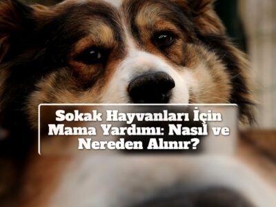 Sokak Hayvanları İçin Mama Yardımı: Nasıl ve Nereden Alınır?