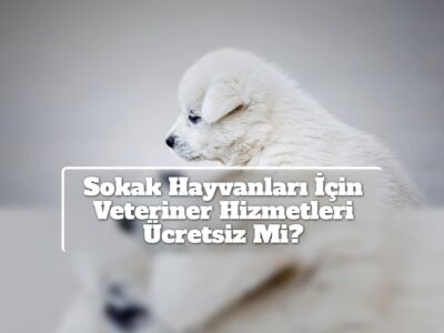 Sokak Hayvanları İçin Veteriner Hizmetleri Ücretsiz Mi?