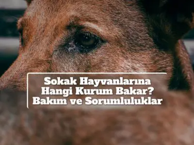 Sokak Hayvanlarına Hangi Kurum Bakar? Bakım ve Sorumluluklar