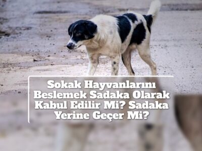 Sokak Hayvanlarını Beslemek Sadaka Olarak Kabul Edilir Mi? Sadaka Yerine Geçer Mi?