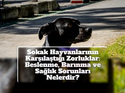 Sokak Hayvanlarının Karşılaştığı Zorluklar: Beslenme, Barınma ve Sağlık Sorunları Nelerdir?