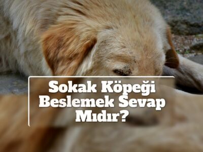 Sokak Köpeği Beslemek Sevap Mıdır?