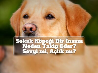 Sokak Köpeği Bir İnsanı Neden Takip Eder? Sevgi mi, Açlık mı?