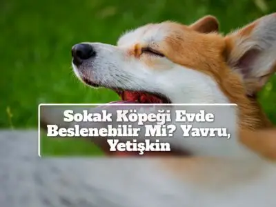 Sokak Köpeği Evde Beslenebilir Mi? Yavru, Yetişkin