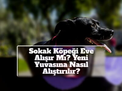 Sokak Köpeği Eve Alışır Mı? Yeni Yuvasına Nasıl Alıştırılır?