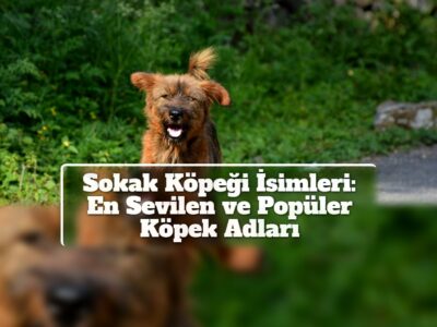 Sokak Köpeği İsimleri: En Sevilen ve Popüler Köpek Adları