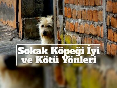 Sokak Köpeği İyi ve Kötü Yönleri