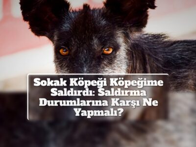 Sokak Köpeği Köpeğime Saldırdı: Saldırma Durumlarına Karşı Ne Yapmalı?