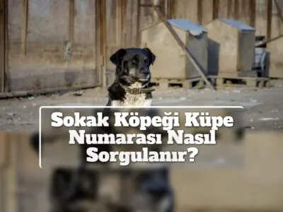 Sokak Köpeği Küpe Numarası Nasıl Sorgulanır?