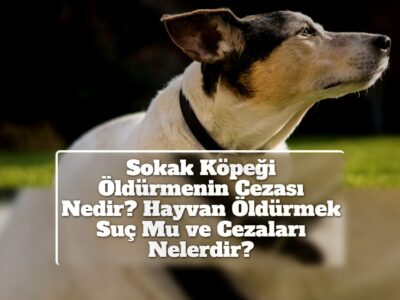 Sokak Köpeği Öldürmenin Cezası Nedir? Hayvan Öldürmek Suç Mu ve Cezaları Nelerdir?