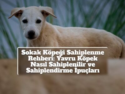 Sokak Köpeği Sahiplenme Rehberi: Yavru Köpek Nasıl Sahiplenilir ve Sahiplendirme İpuçları