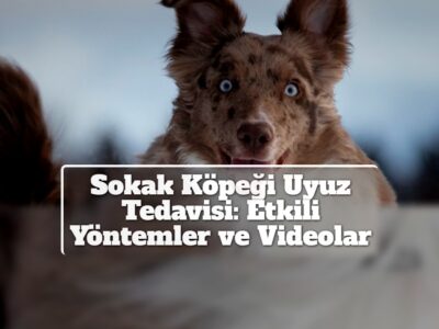 Sokak Köpeği Uyuz Tedavisi: Etkili Yöntemler ve Videolar