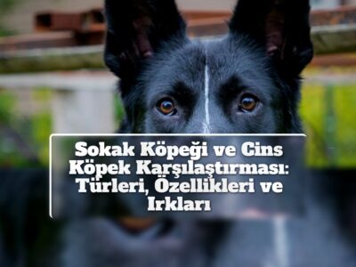 Sokak Köpeği ve Cins Köpek Karşılaştırması: Türleri, Özellikleri ve Irkları