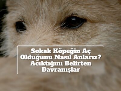 Sokak Köpeğin Aç Olduğunu Nasıl Anlarız? Acıktığını Belirten Davranışlar