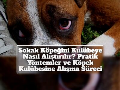 Sokak Köpeğini Kulübeye Nasıl Alıştırılır? Pratik Yöntemler ve Köpek Kulübesine Alışma Süreci