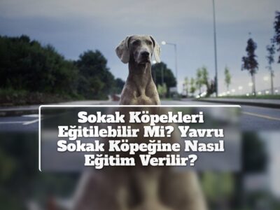 Sokak Köpekleri Eğitilebilir Mi? Yavru Sokak Köpeğine Nasıl Eğitim Verilir?