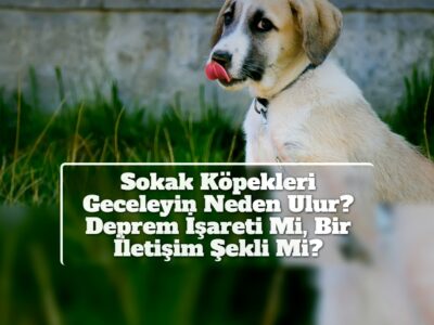 Sokak Köpekleri Geceleyin Neden Ulur? Deprem İşareti Mi, Bir İletişim Şekli Mi?