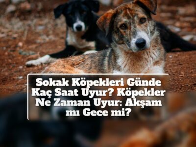 Sokak Köpekleri Günde Kaç Saat Uyur? Köpekler Ne Zaman Uyur: Akşam mı Gece mi?