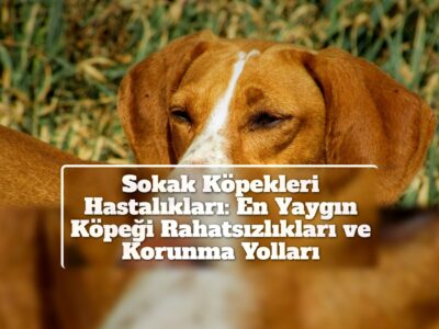 Sokak Köpekleri Hastalıkları: En Yaygın Köpeği Rahatsızlıkları ve Korunma Yolları