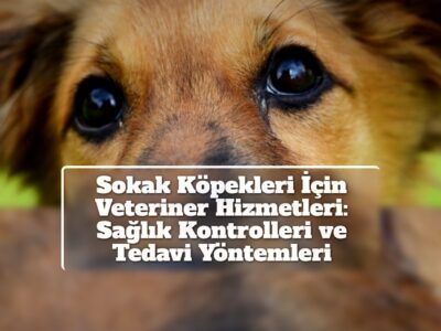Sokak Köpekleri İçin Veteriner Hizmetleri: Sağlık Kontrolleri ve Tedavi Yöntemleri